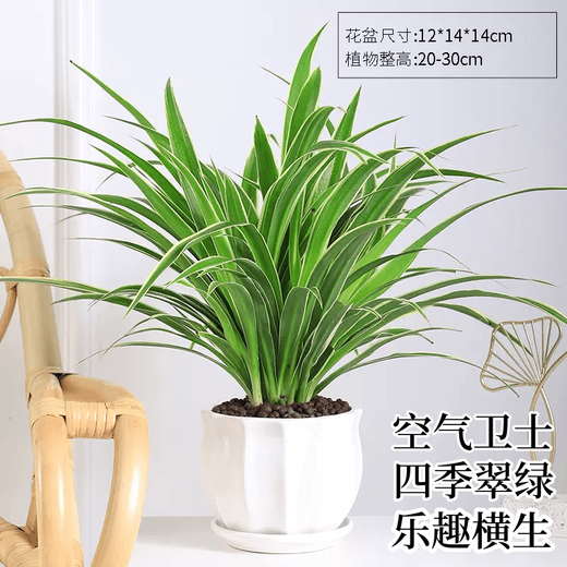 Amazing 18 kinds of spider plants for you to choose Phnom Penh Chlorophytum Various potted flowers Living room hanging tabletop plants purify the air Gold diamond with pot
