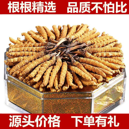 Beijing Tongrentang Total Calidad 2024 Cordyceps de primer término 10 Cajas de regalo para Cordyceps rotos Productos secos SF Select 2/Gram 10 Deluxe Pipe Pack Caja de regalo