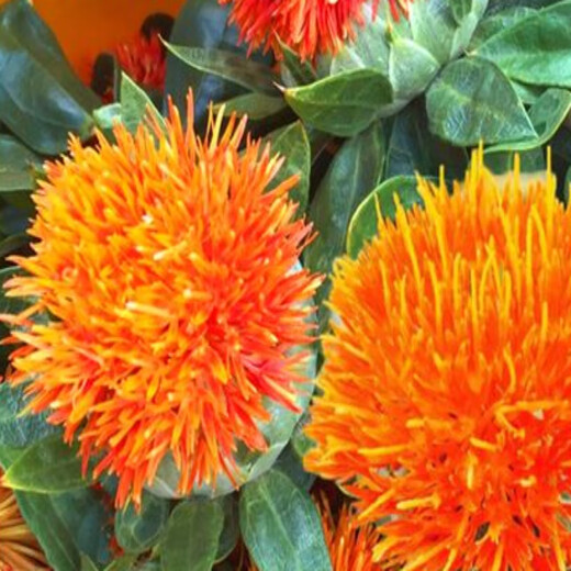 Meat manager Chinese herbal medicine safflower seeds saffron seeds Xinjiang grass safflower seeds pure new field planting seeds safflower seeds one Jin Jin is equal to 0.5 kilograms