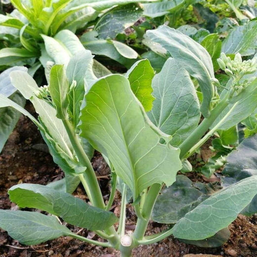 【甜脆芥兰菜】甜芯绿芥蓝芥蓝菜广东芥兰农家四季新鲜种子包邮 甜脆芥兰菜种子 优选种子一包约688粒