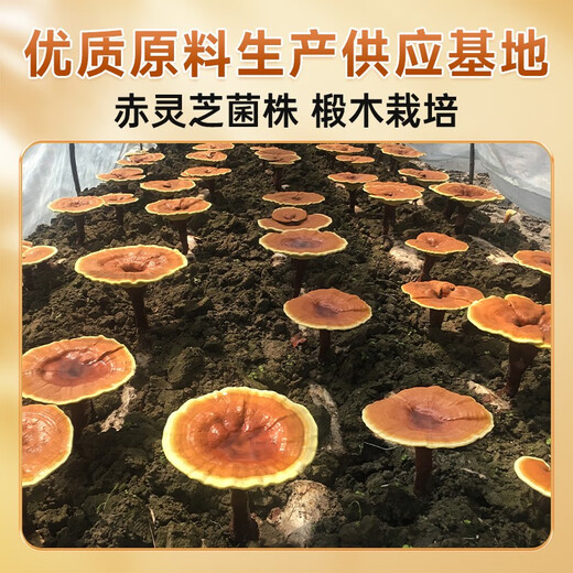 Fuyuankang Ganoderma lucidum spore oil soft capsules, broken wall Ganoderma lucidum spore powder extraction, enhance immunity, red Ganoderma lucidum, high content [upgrade] 100 capsules*1 bottle
