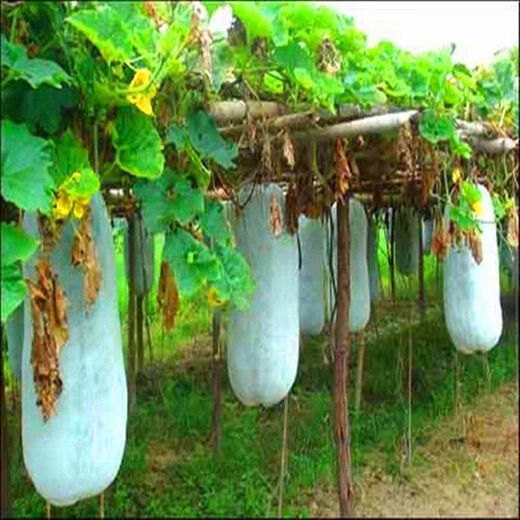 Pink-skinned giant winter melon seeds, extra-large pink-skinned winter melon seeds, pink-skinned giant winter melons, black-skinned giant large winter melons, pink-skinned giant winter melon seeds, common winter melons in rural areas, selected 22 capsules + fertilizer