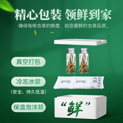 色季拉【新鲜虫草】色季拉 新鲜冬虫夏草 头茬新鲜虫草 高洁净健康滋补 新鲜断草 20克