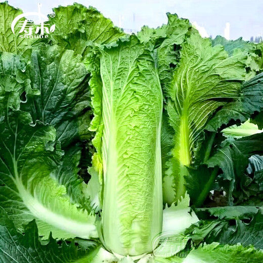 Shouhe Tianjin green hemp leaf Chinese cabbage seeds winter storage vegetable seeds field planting high stakes long summer and autumn green cabbage mussels Qisong Tianjin green hemp leaf cabbage seeds 10gx10