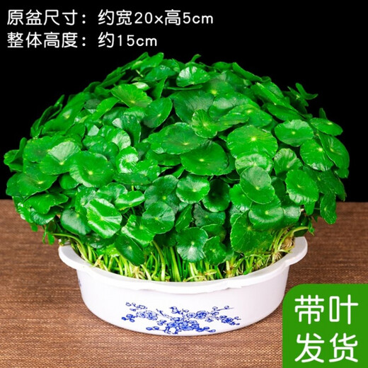 Xingan and copper money grass hydroponic potted indoor and outdoor flowers money grass green plants suck green plants flowers and plants copper money grass one pot without pot about 300 plants with leaves