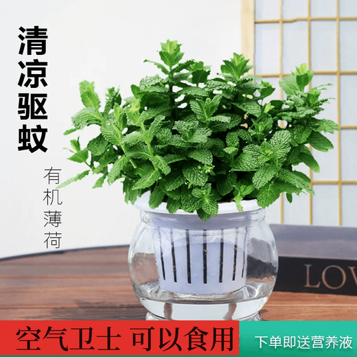 Amazing 18 kinds of spider plants for you to choose Phnom Penh Chlorophytum Various potted flowers Living room hanging tabletop plants purify the air Gold diamond with pot