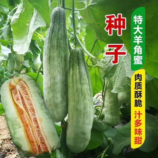 Super sweet croissant honey melon seeds, thin-skinned rock sugar melon seeds, four-season seeds, patio balcony potted fruit seeds, many people buy croissant honey seeds, high sweetness, new species, 2 packs of about 200 seeds + fertilizer