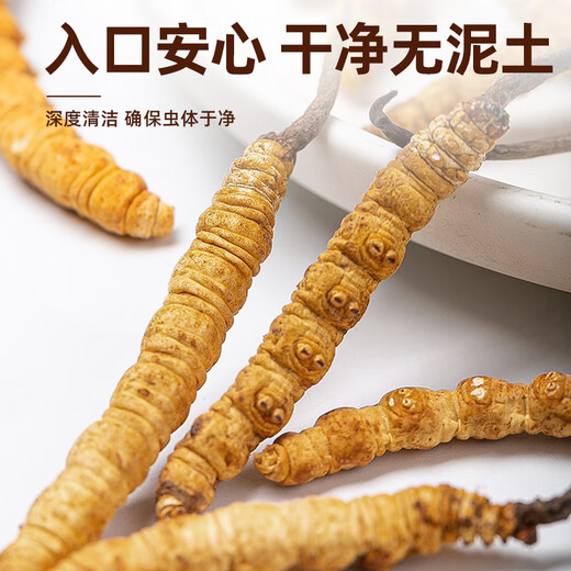 Juhe Taitou Cordyceps Regalos Regalos de regalos de regalos Año Nuevo para vacaciones Ancianos y ancianos Tonic Suplementos nutricionales [4 palos/g 40 palos-10 gramos] Recomendación de regalos
