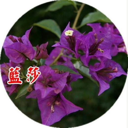 Bougainvillea seeds, Bougainvillea seeds, Bougainvillea flower seeds, Bougainvillea flower seeds, Potted Four Seasons Eight, Lansha 100 capsules