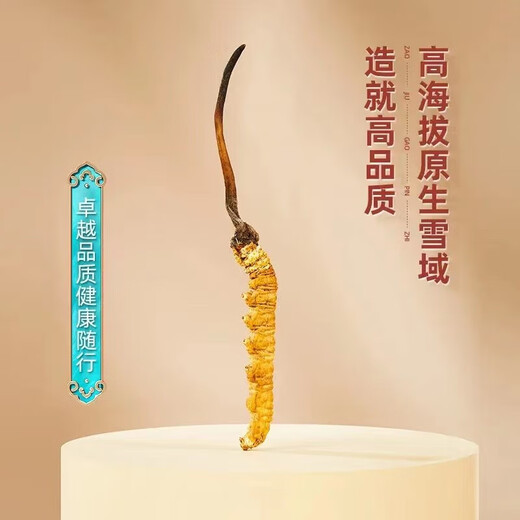 Cordyceps sinensis, 2 1 gram 10 gift boxes for large Cordyceps sinensis dry goods and gifts, 10 pieces [2 1 gram 5 grams]