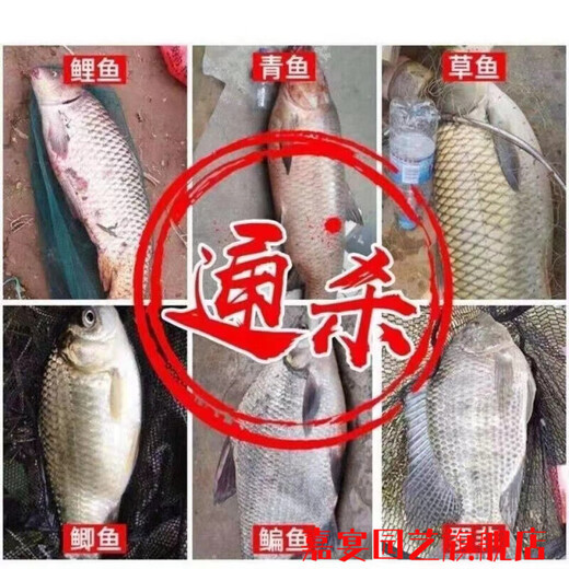 Rapeseed cake fresh rapeseed cake fishing bait nest material small block universal fishing bait nest material wild fishing fresh rapeseed cake 7 Jin Jin is equal to 0.5 kg, purely hand-made blocks