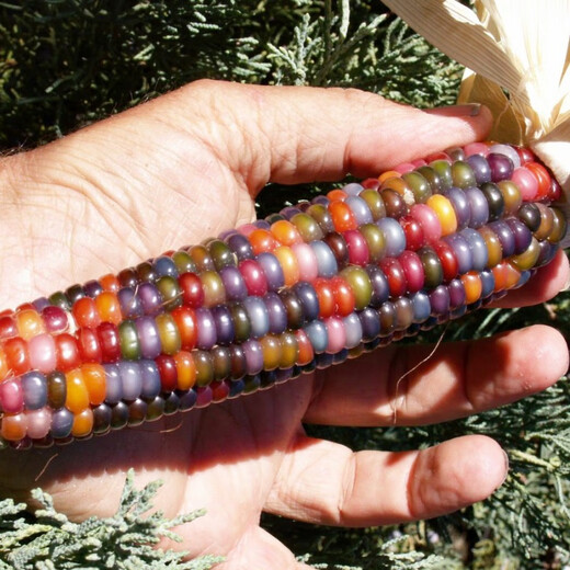 Colorful glazed corn seeds, blood-streaked corn, cultural gemstones, corn ornamental corn seed pendants, accessories, Bodhi, colorful corn seeds, randomly mixed colors, 20 grains*3 packs