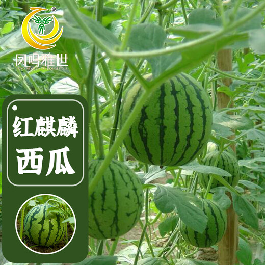 Fengming Yashi early-maturing greenhouse seeds for all seasons thin-skinned gift watermelon seeds pink-flesh red unicorn watermelon seeds 50 capsules