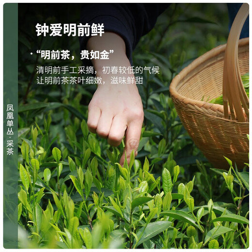 陈一凡 鸭屎香凤凰单枞 茶叶 乌龙茶新茶 正宗潮州单丛鸭屎香乌龙茶 4包500g