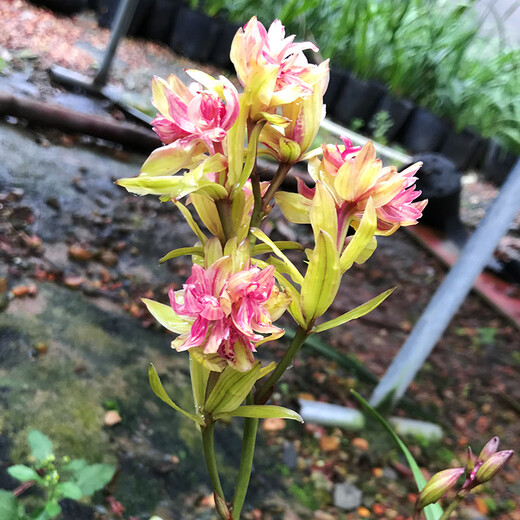 HUANGGUANNENG Orchid Seedlings, Jianlan Xiaomei Garden, Rich Fragrance, Fushan Butterfly, Red Lotus Petals and Red Moon, 6 conjoined seedlings shipped with bare roots