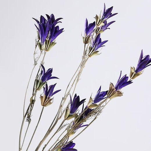 AIMAN Yunnan dried flower bouquet natural real flowers octagonal flower magnolia flower small lily living room decoration soft furnishing matching blue (1 bouquet of 30 flowers free of charge)