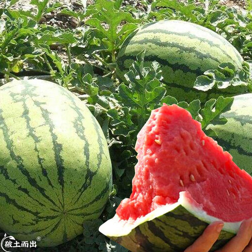 Dayu Xinong No. 8 Watermelon Seed Extra Large Watermelon Seed Selenium Sand Melon is suitable for early maturing fruit seeds in the north and south Xinong No. 8 Watermelon Seed Extra Large 40 capsules