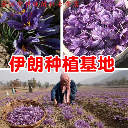 Zangdikang Saffron Iranian Extra Class Méridien authentique Saffron trempé dans de l'eau et bu Boîte cadeau 3G 5G
