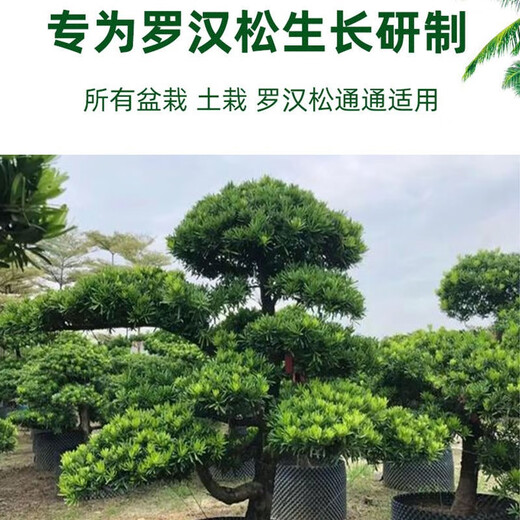 Special fertilizer for Podocarpus, organic fertilizer, compound fertilizer, base fertilizer, top-dressing fertilizer, water-soluble chlorophyll on the leaves for strong growth