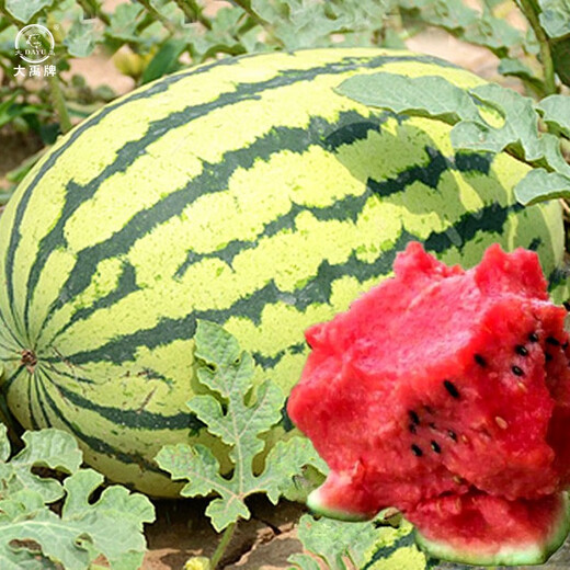 Dayu Lazy Man Watermelon Seed Seedlings Extra Large Suitable for Early Maturing Lazy People in the South 8424 Kirin Melon Meidu Seedless Fruits and Vegetables Green Emperor Lazy Man King Watermelon Seeds 50g canned