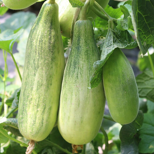 Dayu yangjiao honey melon seeds old varieties early maturing thin-skinned spring fruit melon seeds collection yangjiao honey muskmelon seeds 100 pieces x 3 bags