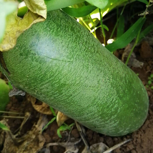 Shouhe radish seeds autumn sowing radish northern winter and spring fruit sowing vegetable seeds field planting seeds rapeseed rock sugar radish seeds 50g barrel