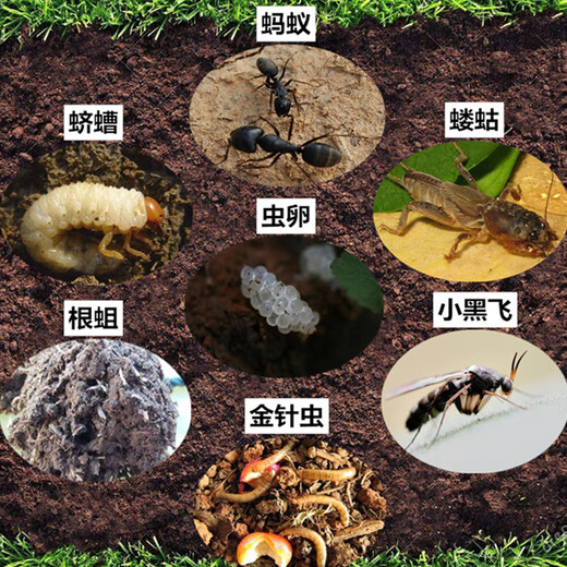 Tang Benchen Lvqing's dilution-free plant nutrient solution is a general-purpose gardening green plant bonsai activation nutrition that specializes in treating yellow leaves and non-flowering soil pesticides + plant nutrient solution