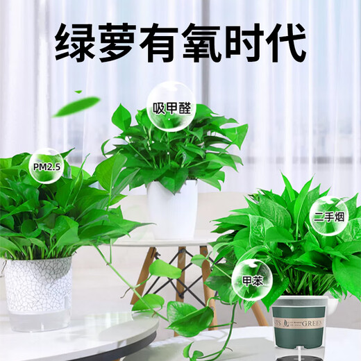Shuangmeng green radish potted formaldehyde-removing flowers and green plants office 180-gallon self-priming water basin 8 pots straight from the source