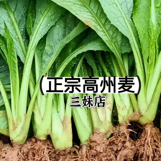 Guangdong Gaozhou sweet wheat seedlings and bitter wheat seedlings take the lead in harvesting with mud and can be harvested all year round. The balcony green plants have a sweet and soft taste. 20 trees