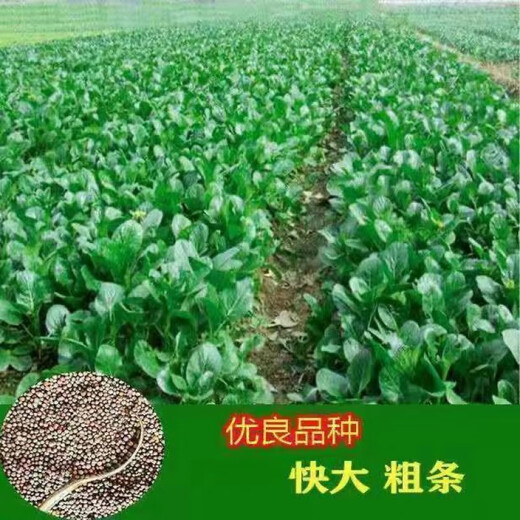 60-day oily green beetroot seeds, early maturing and high temperature resistant, spring and autumn four-season super beet moss seeds, farm vegetable seeds, 60-day oily green beetroot seeds, original factory packaging of 5 packs