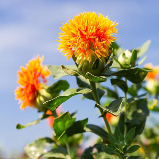 Meat manager Chinese herbal medicine safflower seeds saffron seeds Xinjiang grass safflower seeds pure new field planting seeds safflower seeds one Jin Jin is equal to 0.5 kilograms