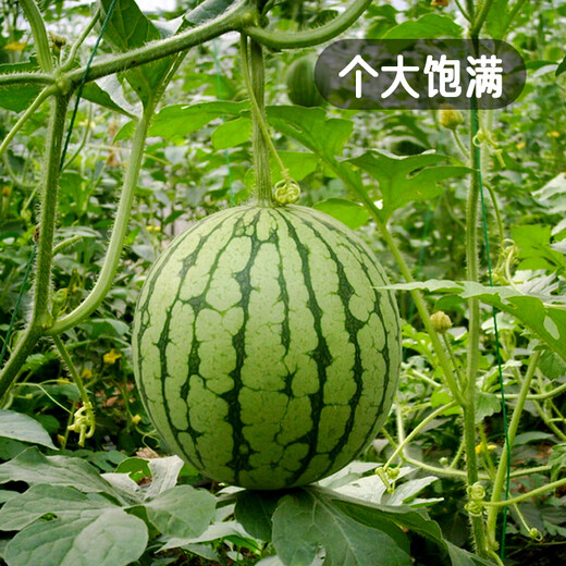 Fengming Yashi early-maturing greenhouse seeds for all seasons thin-skinned gift watermelon seeds pink-flesh red unicorn watermelon seeds 50 capsules