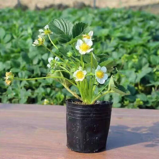 Strawberry seedlings shipped from original soil, flowering and big fruit, cream strawberry seedlings for four seasons, wholesale of current year fruit plug seedlings, 6 Ningyu strawberries, shipped from original soil + fertilizer