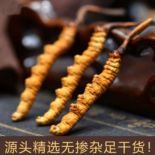 Beijing Tongrentang Total Calidad 2024 Cordyceps de primer término 10 Cajas de regalo para Cordyceps rotos Productos secos SF Select 2/Gram 10 Deluxe Pipe Pack Caja de regalo