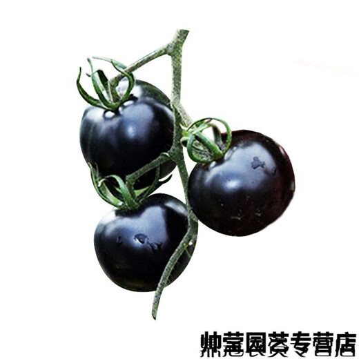 Chunzhiyun Black Crystal Special Tomato Seeds grow well and are transportable Black Tomato Small Tomato Cherry Tomato Vegetable Seeds Black Crystal 20 capsules