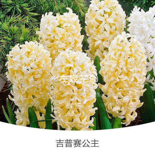 Zuojia Garden Imported 3 large hyacinth seed bulbs for hydroponics in the office, soil culture potted plants that bloom in winter and are easy for beginners to grow, 1 ball each of red, yellow, blue, white, pink and purple, a total of 6 balls, circumference 16-17cm