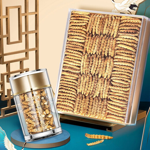 Sandy Konzang Cordyceps Cordyceps Ausgewählte Qualität Cordyceps Cordyceps Ess erschwinglich für Familiengeschenke Ganzes Pure Meat Festival 50g Pack