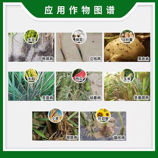 Syngenta Shilox fludioxonil root rot, blight, wilt, bacanae, sclerotinia fungicide pesticide 100g packaging upgraded version Cuiying