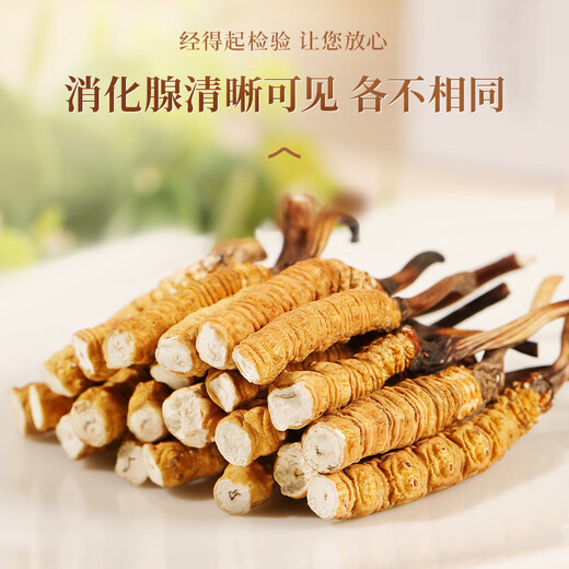 Yuanjiang Grass Cordyceps sinensis Nouveaux toniques cordyceps séchés pour les parents et les anciens Boîte-cadeau haut de gamme 3 bâtons / g 10 grammes [boîte cadeau à chaud]