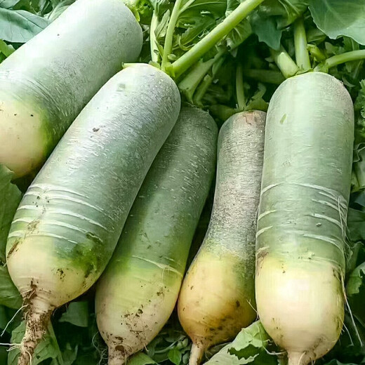 Shouhe radish seeds autumn sowing radish northern winter and spring fruit sowing vegetable seeds field planting seeds rapeseed rock sugar radish seeds 50g barrel