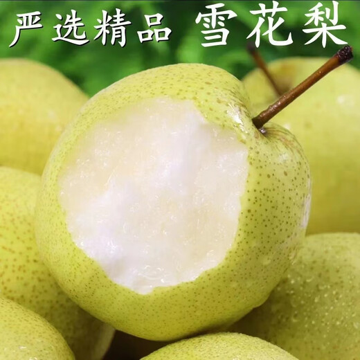Jingxi Jiazhao County Snow Pear Hebei Snow Pear Suning Snow Pear Adecuado para hacer sopa 15 con caja 2 Jin Jin equivale a 0,5 kg Peso neto 1,6-1,8 Jin Jin equivale a 0,5 kg