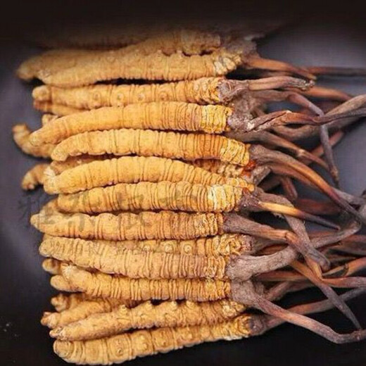 Xiongfengdao [10g feines gebrochenes Gras] Cordyceps sinensis Cordyceps sinensis cordyceps sinensis cordyceps sinensis in Wein getränkt