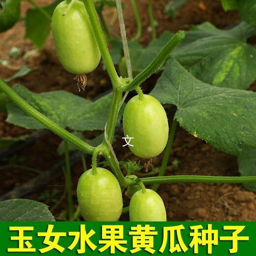 Jade Girl Fruit Cucumber Seeds Mini Small Cucumber Seeds Eat Raw Crisp and Sweet Without Residues for Spring and Autumn Planting Balcony Pot Seeds - Mouthful Juice Jade Girl Cucumber Seeds Pack of About 5 Original New Products - New Seeds 1 Bag (50 Tablets) Song Fertilizer