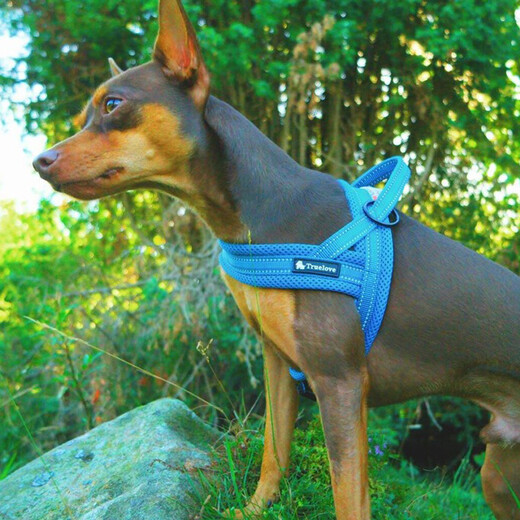 TRUELOVE dog leash, pet vest-style harness, lightweight and breathable, small, medium and large dog golden retriever Teddy supplies dog leash, red S, bust 54-64cm, recommended 10-15kg