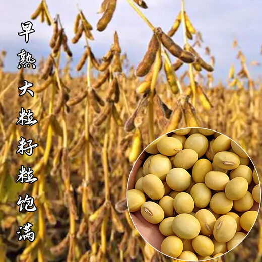 Zhonghuang 37/39/301 soybean soybean seeds, large seeds, high yield, disease resistance and lodging resistance, national approval base field Zhonghuang 301 soybean seeds 1 Jin Jin equal to 0.5 kg