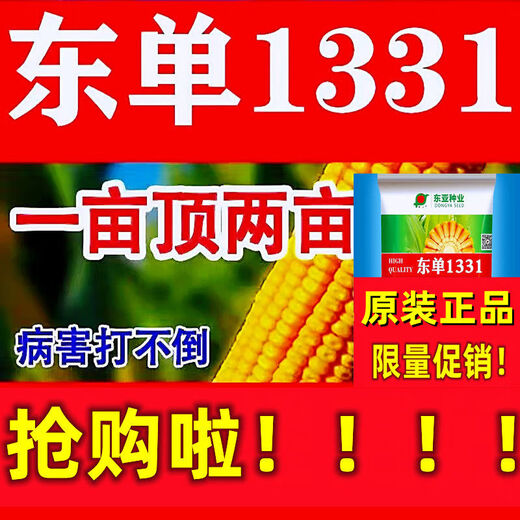 Original stable yield and disease-resistant Dongdan 1331 corn seeds East Asian small steel cannon corn seeds five countries approved corn original factory bag quality Dongdan 1331 Dongdan 1331 4400 grains x5 bags - standard 5 acres of land
