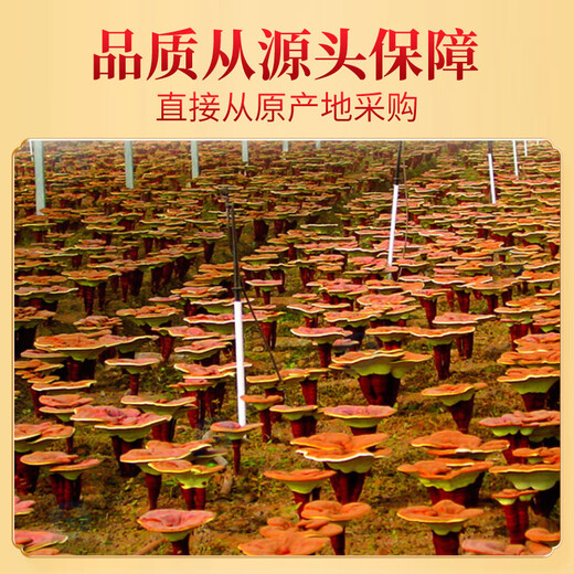 九州天润 灵芝孢子粉 1g*50袋 罐装小袋装方便携带非野生破壁灵芝粉孢子粉非长白山破壁灵芝粉 1罐装