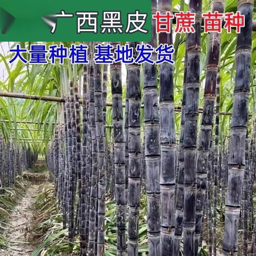 Guangxi authentic black sugarcane seedlings seedlings sugarcane seeds wholesale potted plants can be planted crispy and sweet, can be planted in the north and south, 2 black sugarcane roots with 3-6 spores, Guangxi sugarcane seedling head