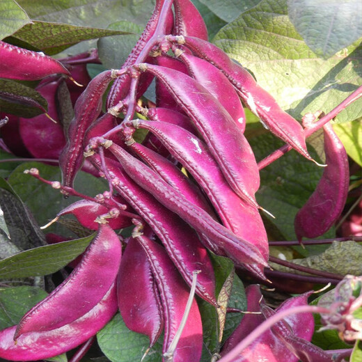 Sulu Yahui Green Eyebrow Bean Seeds Red Edge Purple Plum Beans Pig Ear Bean Seeds Lentil Vegetable Seeds Garden Field Planting 2 Packs of Spring and Autumn Long Red Vat Bean Seeds with Stand Type