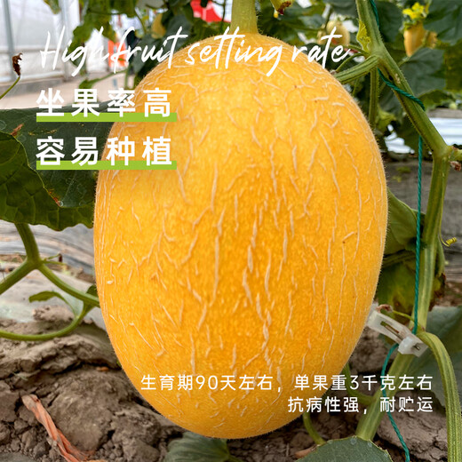 Long-term cultivation sweet Korean reticulated Hami melon seeds Xinjiang melon fruit melon seeds seedlings spring southern four seasons seeds Xinjiang Huozhou honey 168 melon seeds 50g original